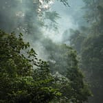 Szumátra, orangutan, dzsungel, Indonézia