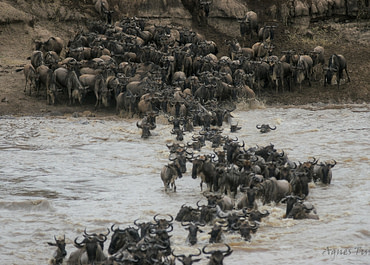 Serengeti, a Nagy Állatvándorlás – Tüske Ágnes írása