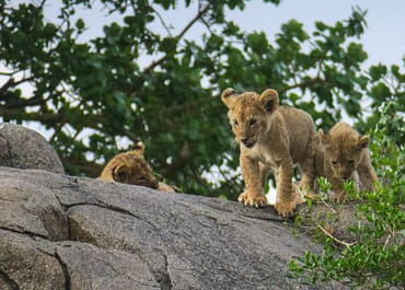 Földünk egyik csodája: Serengeti – Tüske Ágnes írása