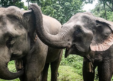 Mae Ping és Mae Bounma, a laoszi Mekong Elephant Park leendő elefánt mamái