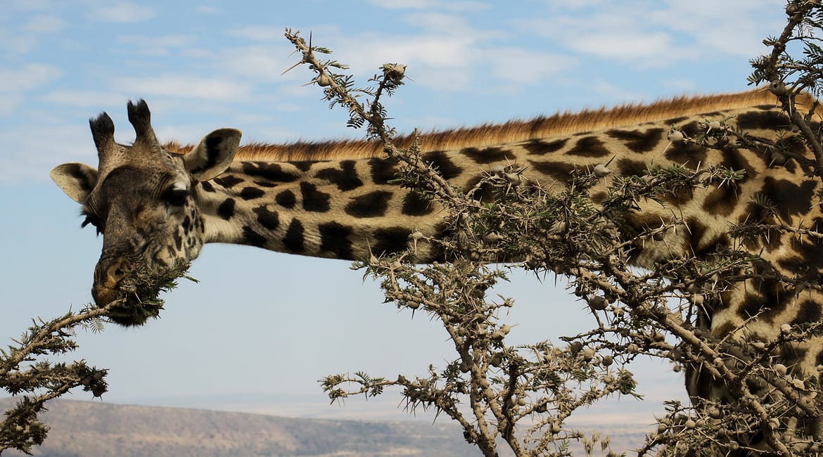 Úton a Serengeti felé 2. rész – Tüske Ágnes írása