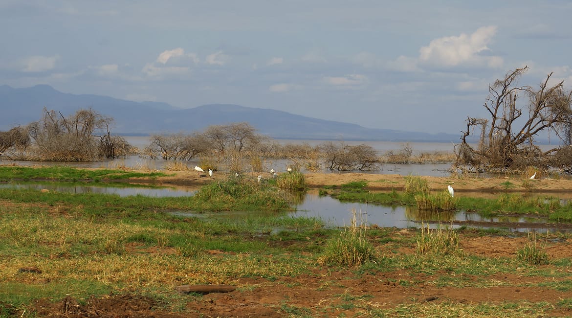Vadles a Lake Manyara nemzeti parkban  – Tüske Ágnes írása