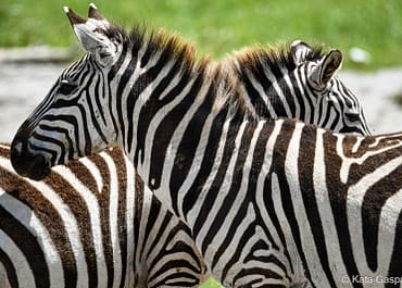 Busman népmese a zebra csíkjairól