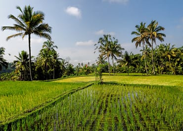 Indonéz népmese a rizs eredetéről