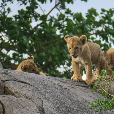 Földünk egyik csodája: Serengeti – Tüske Ágnes írása