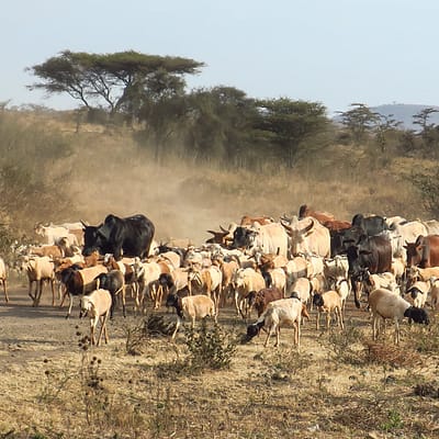 Úton a Serengeti felé 1. rész – Tüske Ágnes írása