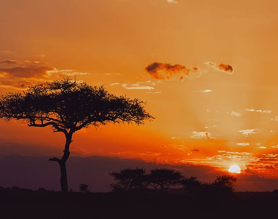 African sunset in the savannah of the Serengeti National Park
