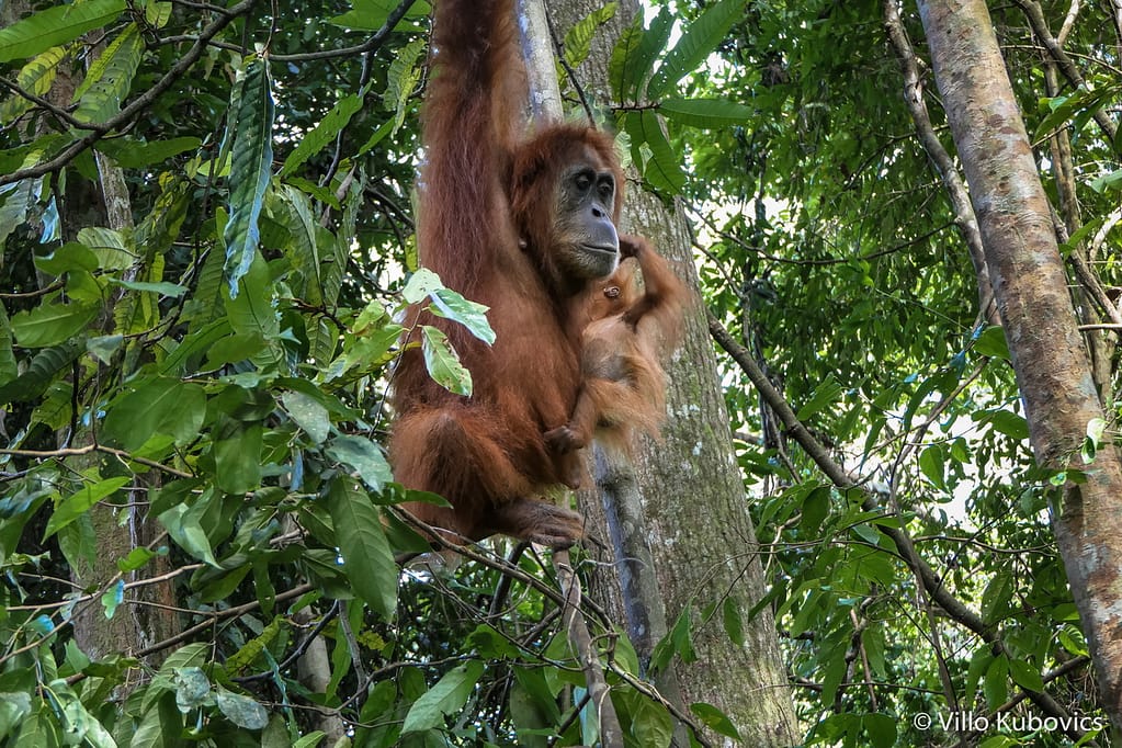 Szumátra, orangutan, dzsungel, Indonézia