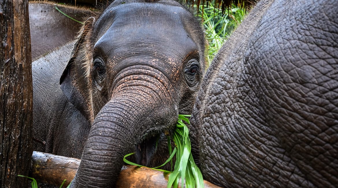 Látogatás az elefántoknál Észak Thaiföld dzsungelében