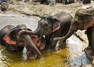Mekong Elephant Park, Laosz – az elefánt Paradicsom