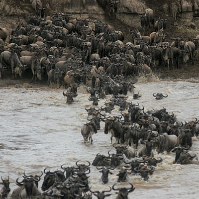Serengeti, a Nagy Állatvándorlás – Tüske Ágnes írása