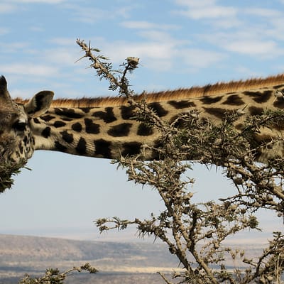 Úton a Serengeti felé 2. rész – Tüske Ágnes írása