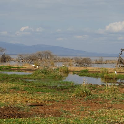 Vadles a Lake Manyara nemzeti parkban  – Tüske Ágnes írása